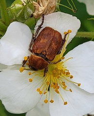 Hoplia trifasciata
