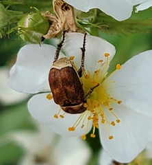 Hoplia trifasciata