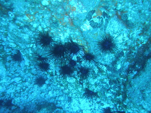 Diadema africanum