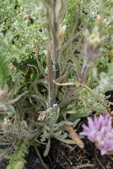 Castilleja pilosa pilosa