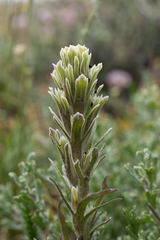 Castilleja pilosa pilosa
