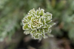 Castilleja pilosa pilosa