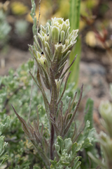 Castilleja pilosa pilosa