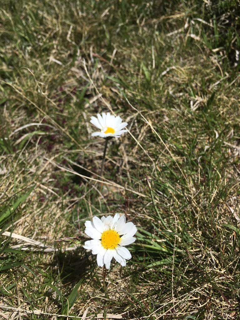 Alpine Moon-daisy from 66800 Eina, França on June 04, 2022 at 12:47 PM ...