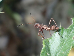 Alydinae
