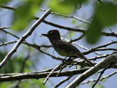 Myiarchus yucatanensis