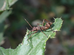 Alydinae