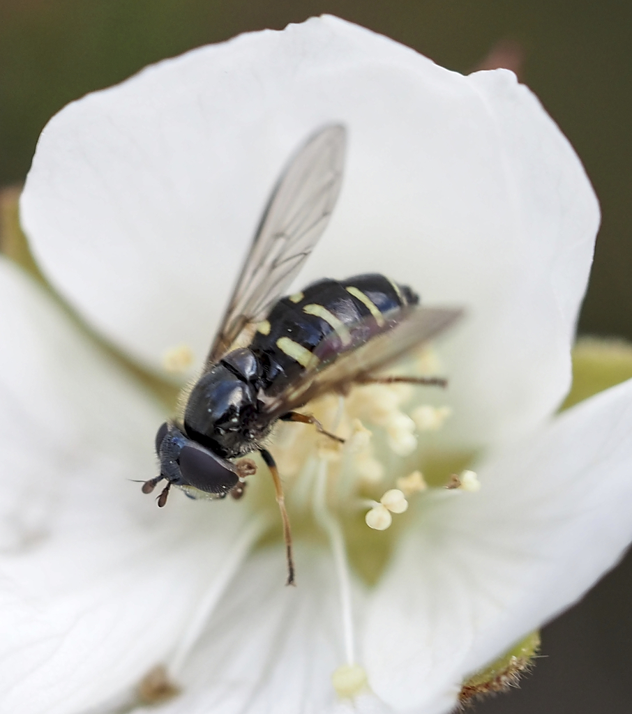 Montane Conifer Fly