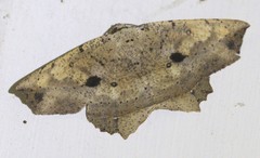 Polyacme subpulchra