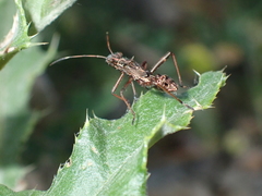 Alydinae