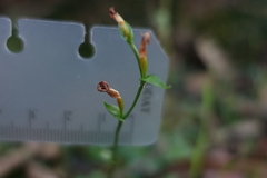 Pterostylis parviflora