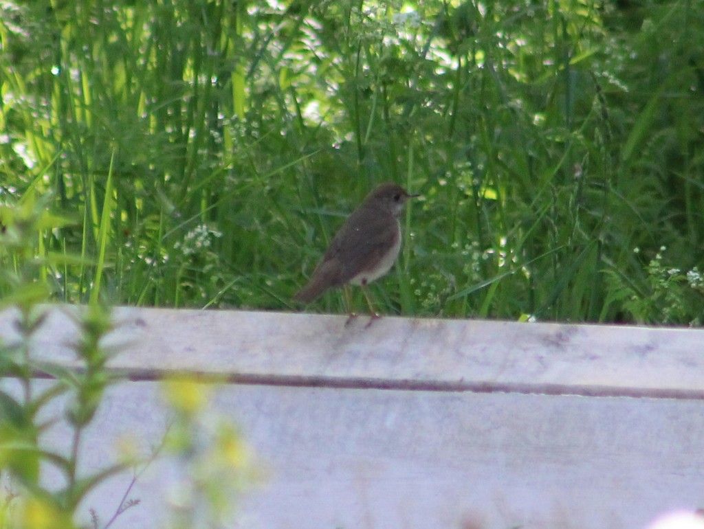 Veery