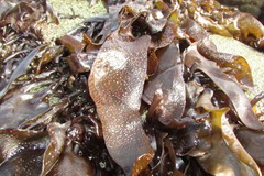 Mazzaella laminarioides