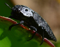 Capnodis tenebrionis