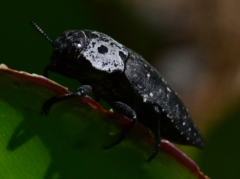 Capnodis tenebrionis