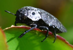 Capnodis tenebrionis