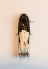 Epiblema dorsisuffusana