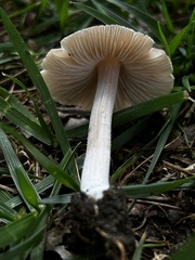 Inocybe velicopia
