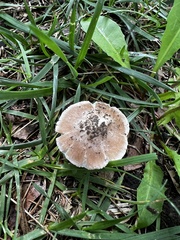 Inocybe velicopia