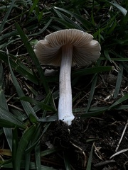Inocybe velicopia