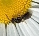 Hylaeus leptocephalus