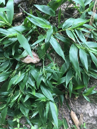 variable witchgrass — photo 1