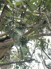 Schinus latifolia