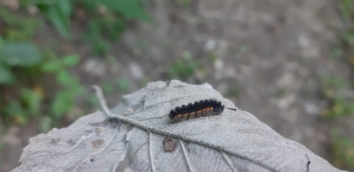 Common Footman photo 2
