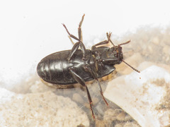 Opatroides punctulatus