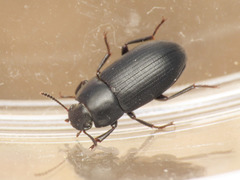 Opatroides punctulatus