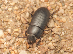Opatroides punctulatus