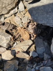 Rilaena triangularis