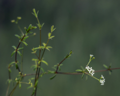 Galium labradoricum