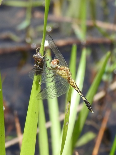 Little Blue Dragonlet (Erythrodiplax minuscula), a species recorded in Florida