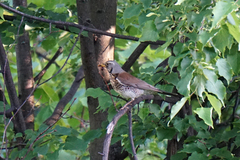 Turdus pilaris