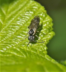 Empria