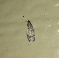 Dichomeris punctipennella