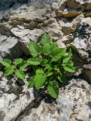 Salvia verticillata