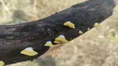 Crepidotus brunswickianus