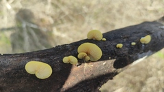 Crepidotus brunswickianus