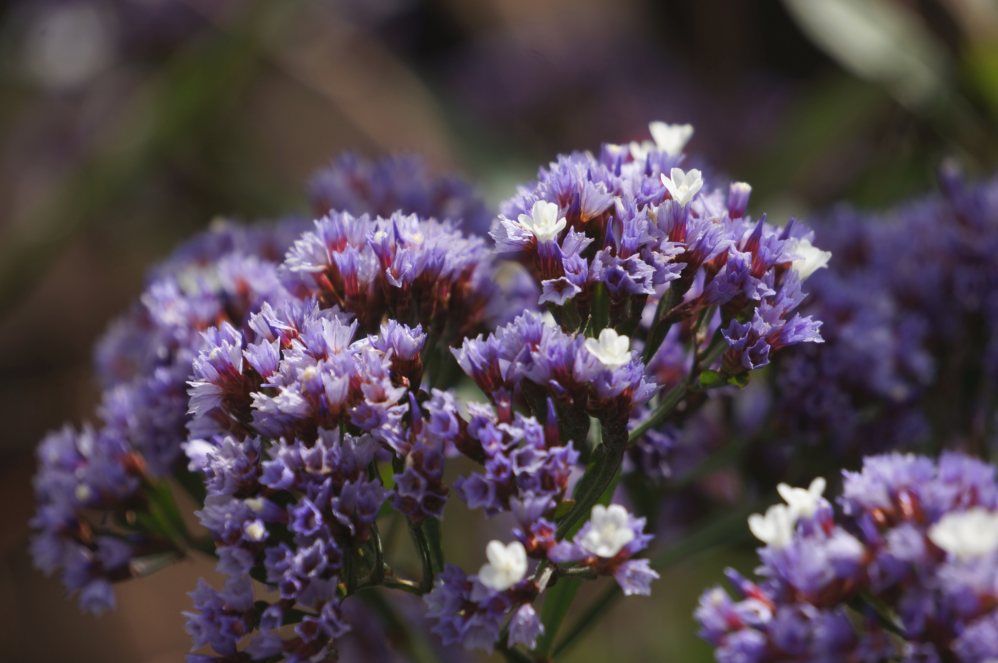 Tree Limonium (Limonium arborescens) · iNaturalist