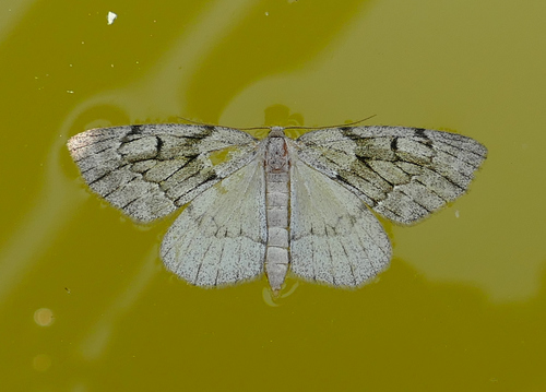 Nepytia swetti