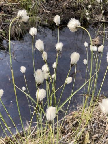 Eriophorum brachyantherum
