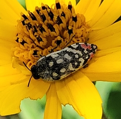 Acmaeodera paradisjuncta