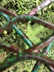 Alsophila spinulosa