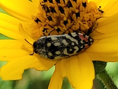 Acmaeodera paradisjuncta