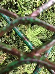 Alsophila spinulosa