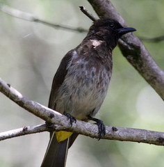 Pycnonotus barbatus tricolor