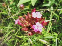 Dianthus cruentus