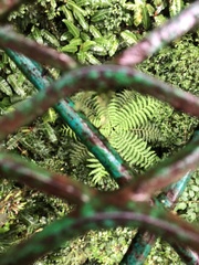 Alsophila spinulosa